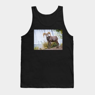 Bighorn sheep. Tank Top